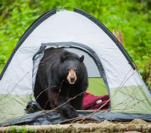 How to Avoid Wild Animal Encounters